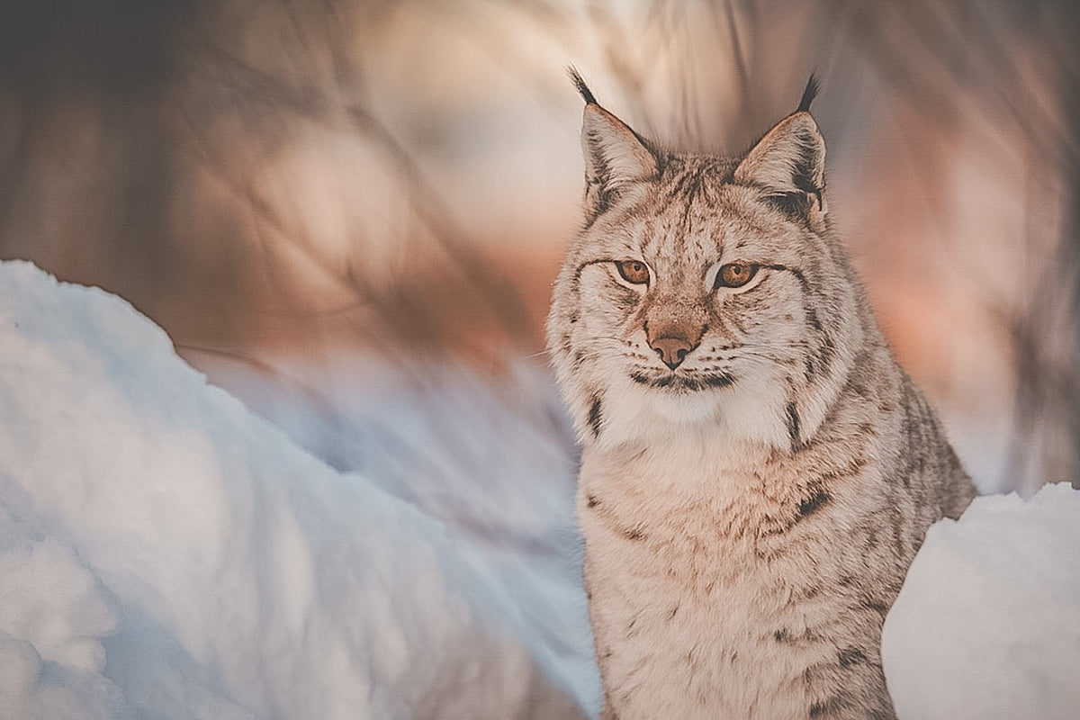 Hunting knife, No.02 Lynx