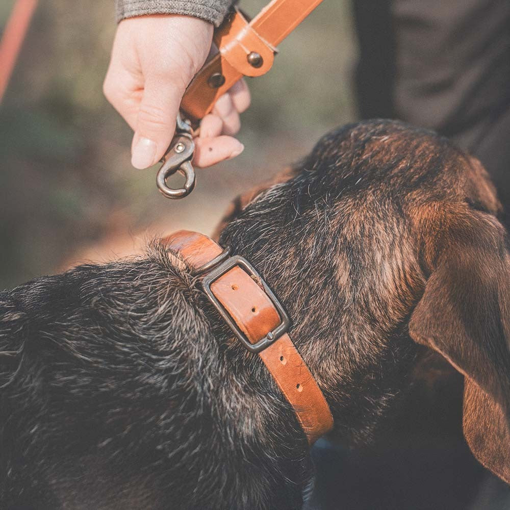 Roselli Leather Dog Collar